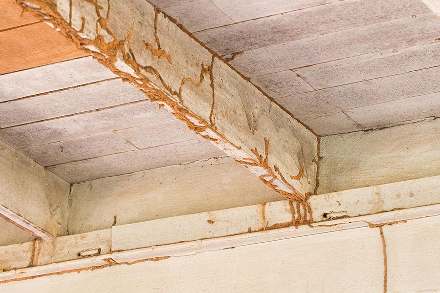 termite damage